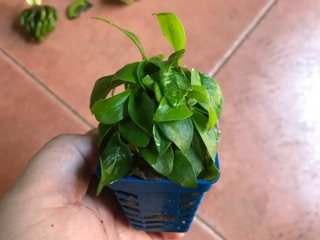 Ráy lá vàng thuỷ sinh