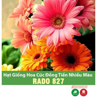 Hạt giống Hoa Đồng Tiền - Hoa Cúc Đồng Tiền Dễ Trồng, Nhiều Màu, Tuổi Thọ Dài - gói 10 hạt