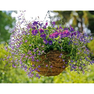 50hạt  hoa Cuc Lobelia Mix - Hoa Thúy điệp