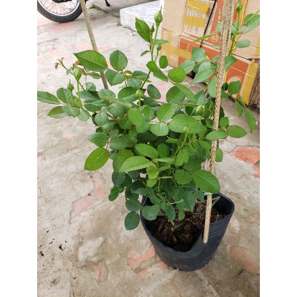 Hồng bụi ngoại Creamy eden