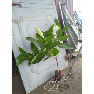 cây giống roi đỏ
