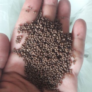 CÁM CÂU CÁ TRA 40 ĐỘ ĐẠM 1KG