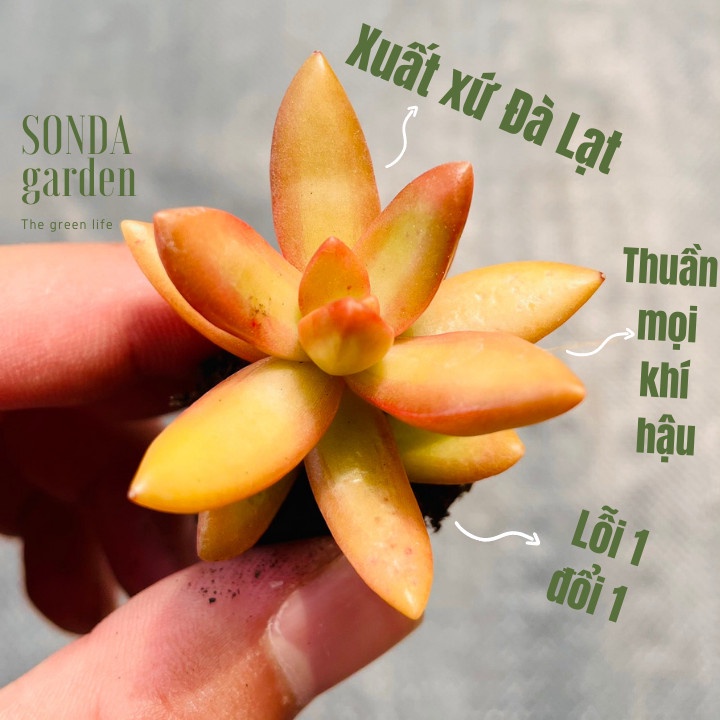 Sen đá đá cam SONDA GARDEN size mini 2.5-4cm, xuất xứ Đà Lạt, khoẻ đẹp, lỗi 1 đổi 1