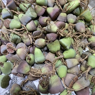 Sen mông/ lithop/ thạch lan size 1,8-2cm (Ngẫu nhiên)