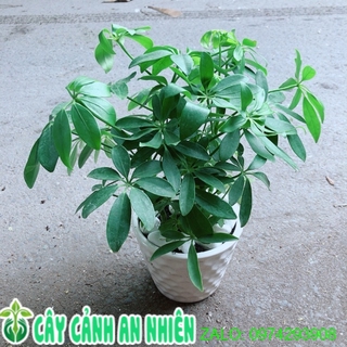Chậu Cây Ngũ Gia Bì Đuổi Muỗi Tốt