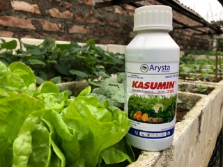 Trị thối nhũn Kasumin 425 ml