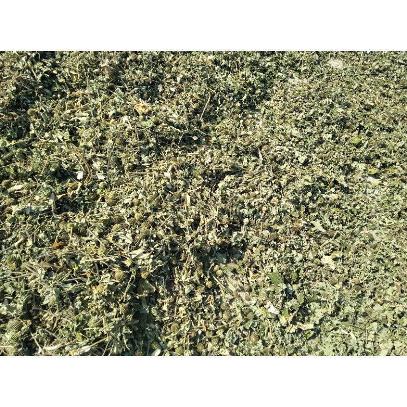 1kg cây cối xay sấy khô