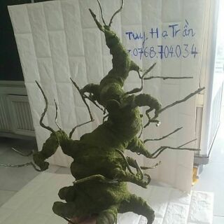 Gốc bonsai 40cm