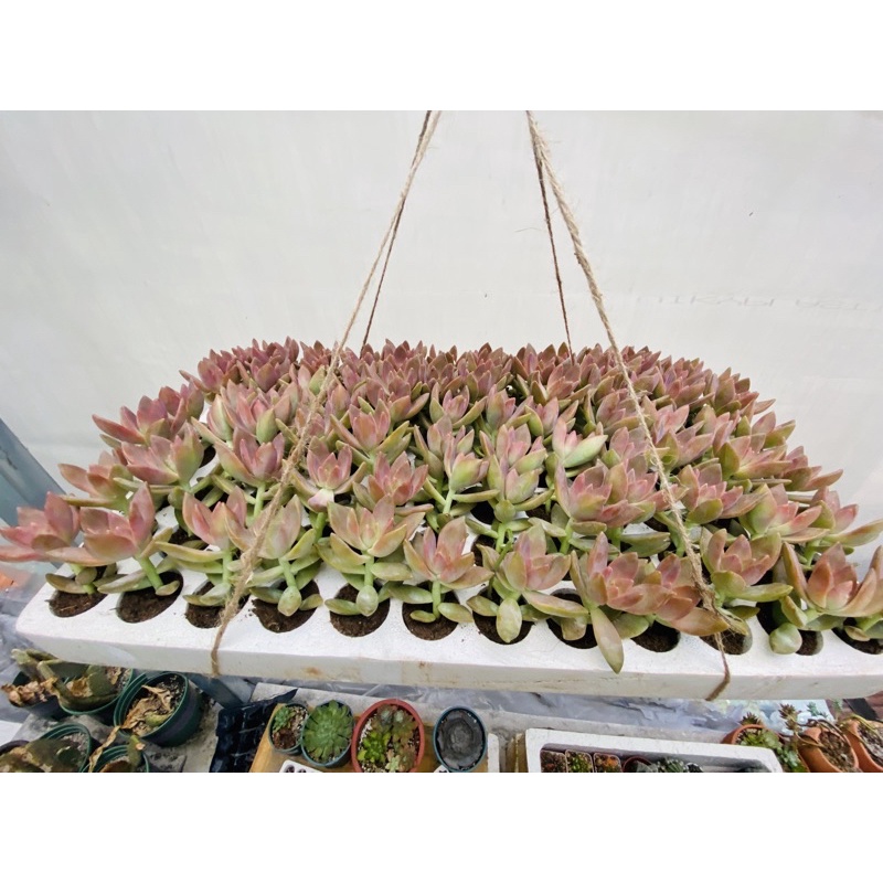 SEN ĐÁ ĐÁ ĐỎ TUYỆT ĐẸP SIÊU SỐNG DAI