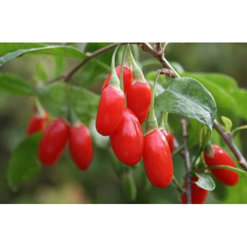 Câu Kỷ Tử - Giống dược liệu chịu nhiệt dễ trồng, khoảng 1,5 năm cho trái - Trang Flowers
