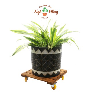 Đế Chậu Cây Cảnh Chậu Hoa Bằng Gỗ Tràm Hình Vuông R30cm Có Bánh Xe Tròn Chịu Lực Lên Đến 120kg [Hàng Có Sẵn]