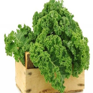 Hạt giống Cải Xoăn Kale 1g sinh trưởng cao,kháng bệnh tốt