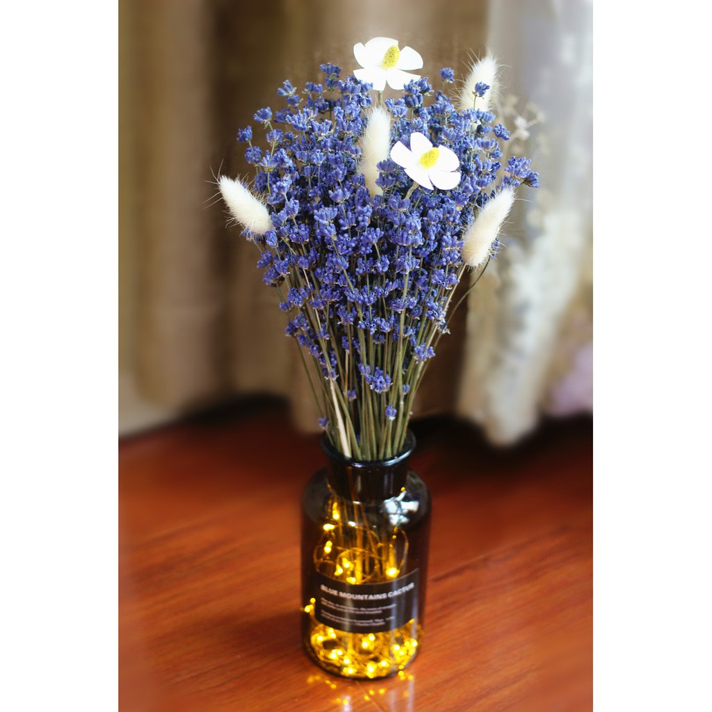🍁 TRUE LAVENDER 🍁 LAVENDER/OẢI HƯƠNG ❤️ Hoa khô Decor, quà tặng, trang trí nhà cửa ❤️