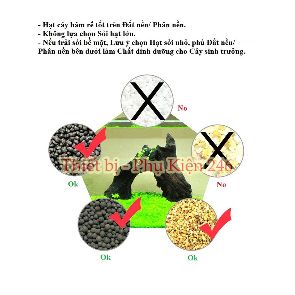 Hạt Giống Trân Châu (Hạt Giống Thủy Sinh)