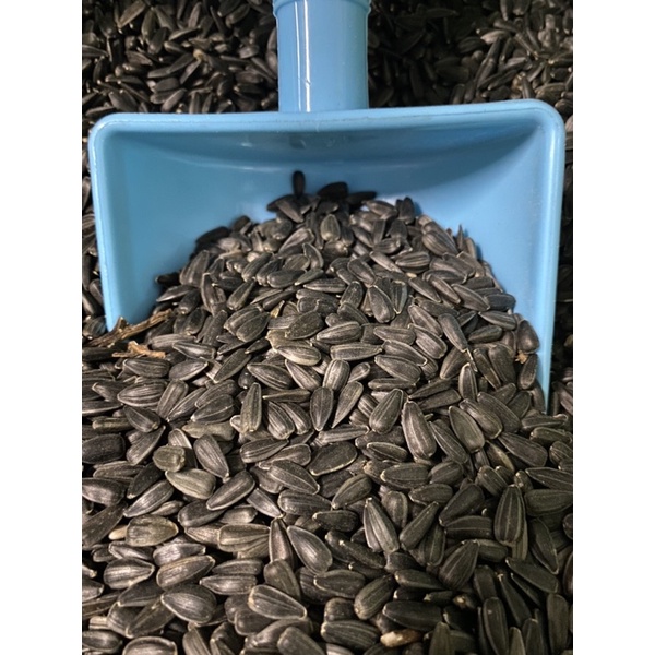 Hướng dương đen nhỏ dành cho hamster, vẹt, két, yến phụng.. - Pet Food Store.
