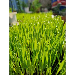 Hạt giống cỏ lúa mì Viethealthy 3kg