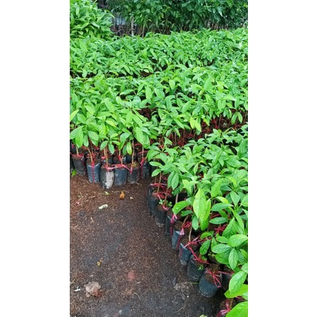 CÂY GIỐNG DÂU DA XANHCÂY GHÉP 2 NĂM CHO TRÁI