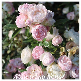 cây Hồng trứng trắng hồng