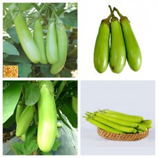 Hạt giống cà xanh mỡ