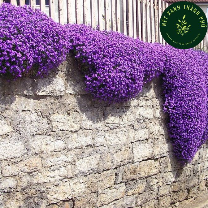 Hạt giống Hoa leo đá lâu năm, chịu hạn Aubrieta 50 hạt