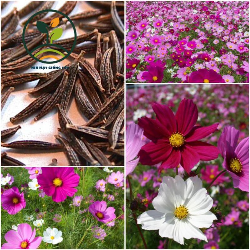 100 Hạt Giống Hoa Sao Nháy Nhiều Màu Đóng Túi Zip Bạc Nảy Mầm Trên 95%