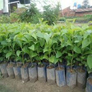 cây bằng lăng tím cao từ 50-100cm
