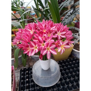 50 Củ Huệ Mưa ngoại siêu hoa Fairy Heat ngậm nụ