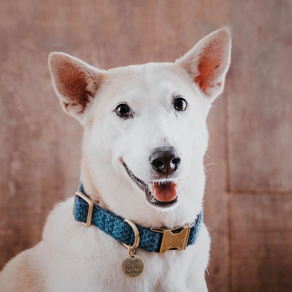 Cổ chó X Indigo 'BLUE' Human & Hound: Mẫu vải dệt nhuộm-BLUE