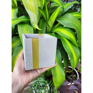 Chậu xi măng tối giản hình VUÔNG