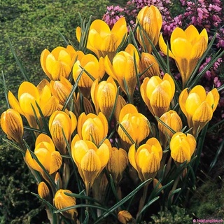 Củ giống hoa nghệ tây sỉ 5k (set 5 củ )