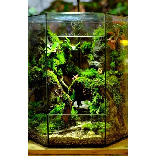 Rêu cushion, chịu cạn ( xanh dạ quang ), rêu đầu xanh, rêu bán cạn, đắp non bộ, terrarium