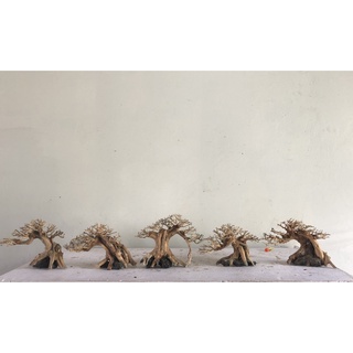 Lũa bonsai - hải sơn qùy - linh sam - tán xương chùm
