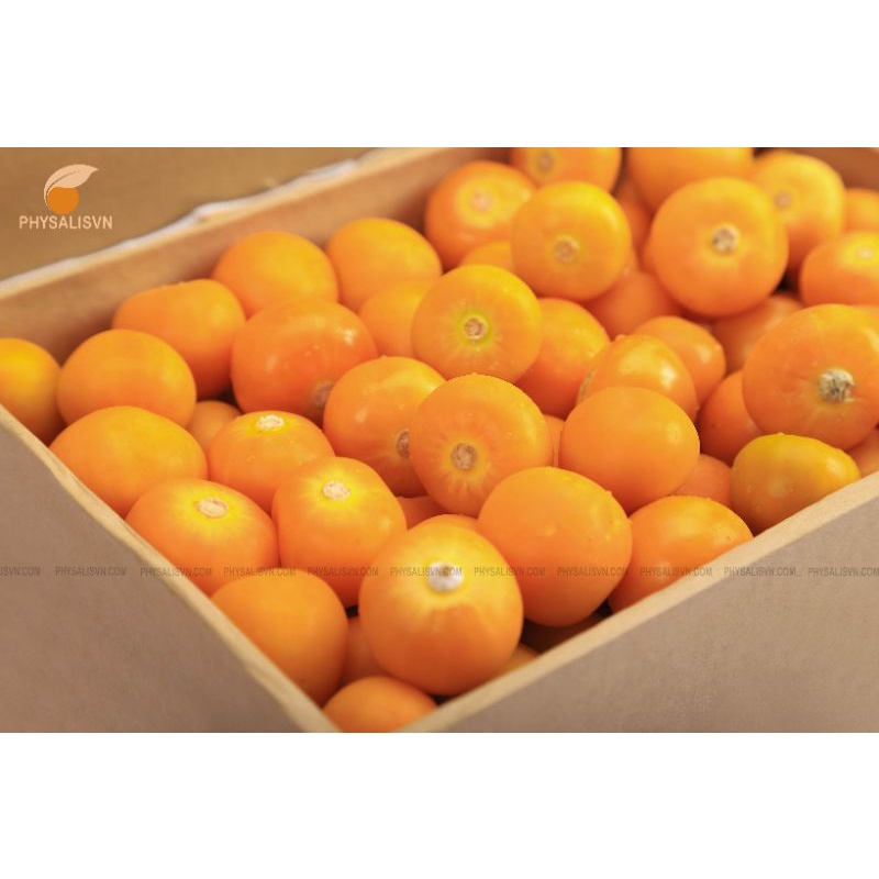 Trái Tầm Bóp-Thù Lù Nam Mỹ  1000g