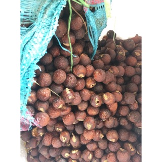 Bồ hòn Tây Nguyên chưa tách hạt