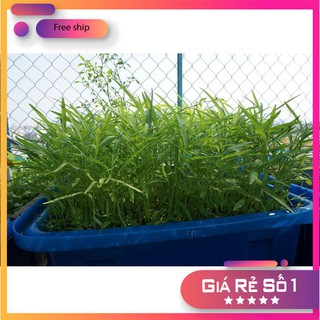 Giống rau muống (100g)