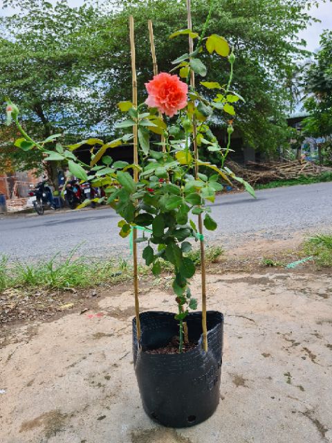 Cây hồng Sweet Fragrance