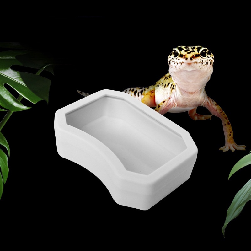 Bát ăn cho bò sát thú cưng - Bát đựng nước uống cho bò sát thú cưng