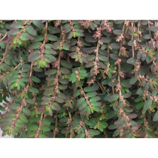 Cây cỏ sữa  500g