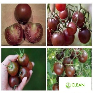 Gói 30 hạt giống cà chua socola