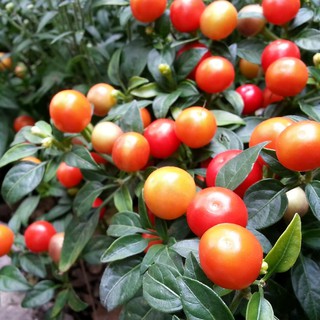 Hạt giống Ớt kiểng tròn ( ớt bi ) gói 30 hạt