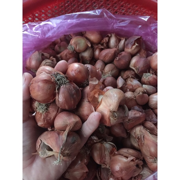 Hành củ bắc dùng làm hành phi 500g