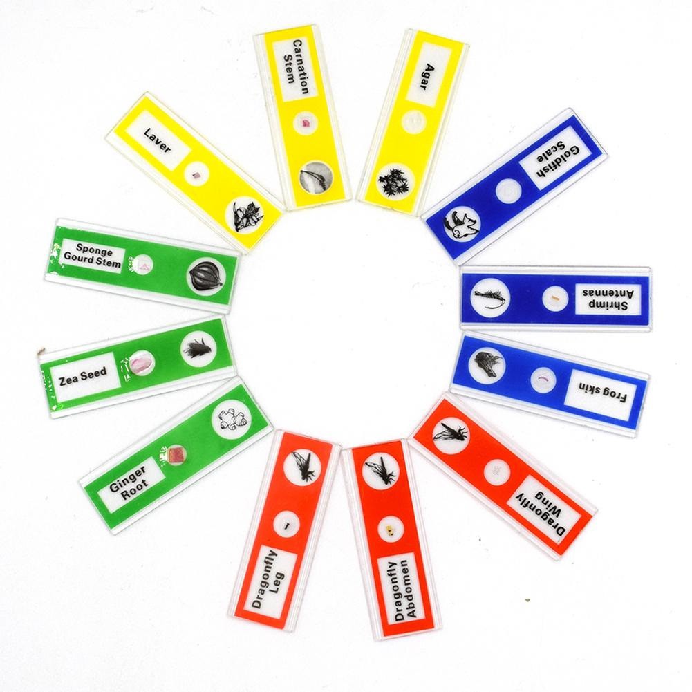 Hộp 12 tiêu bản có sẵn cho kính hiển vi