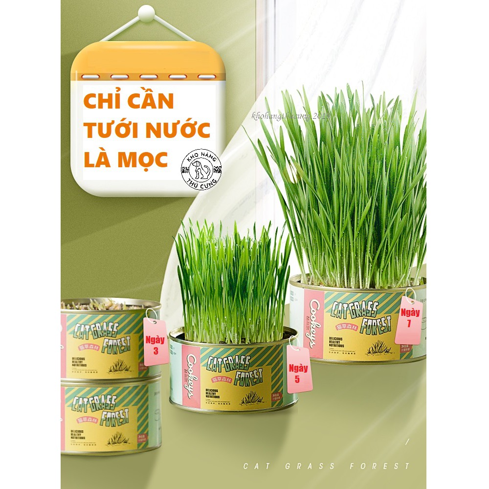 CỎ LÚA MÌ tự trồng tại nhà dễ dàng- BỔ SUNG DINH DƯỠNG chất xơ CHO MÈO