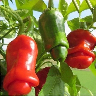 Hạt Giống Ớt Perter, Ớt Kiểng Siêu Cay (1 gói 5 hạt)
