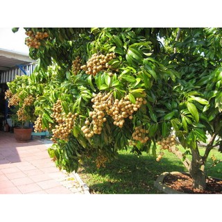 cây giống NHÃN LỒNG MUỘN - Cây giống chuẩn F1