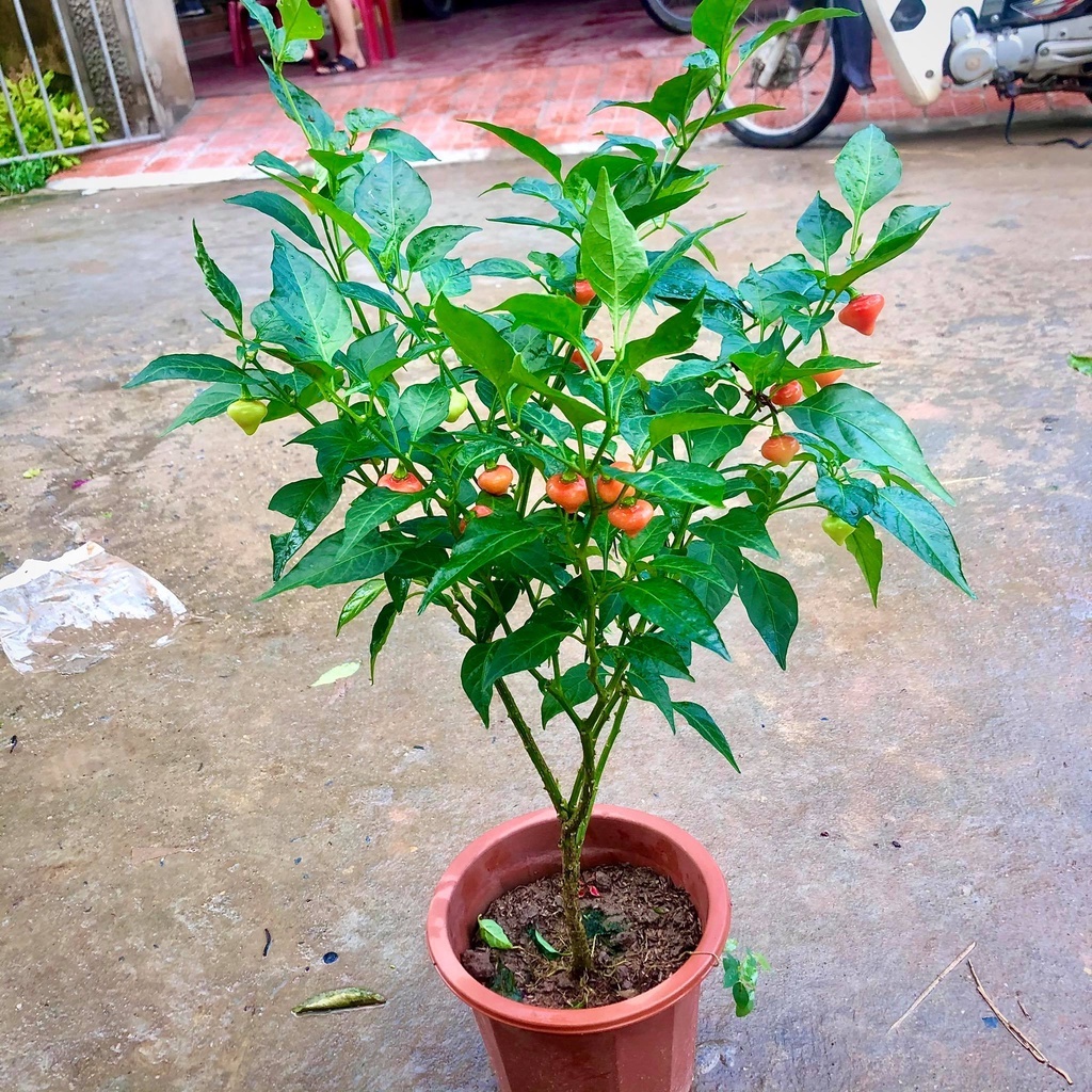 Cây ớt trái tim đang hoa quả cao 50cm .