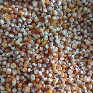Bát Đựng Thức Ăn Cho Chim Bồ Câu