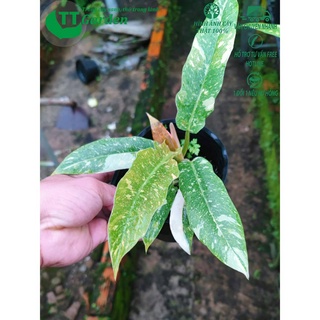 Trầu bà Cung đàn, Philodendron Ring Of Fire var, trồng trong nhà, trồng ngoài trời, trồng sân vườn, decor trang trí
