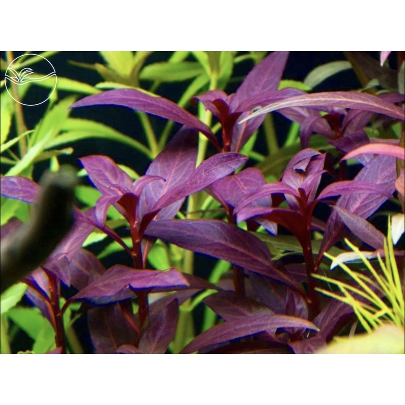 Cylindric Fruited Ludwigia - Cây Đại Hồng Điệp - Cây Thủy Sinh Cắt Cắm