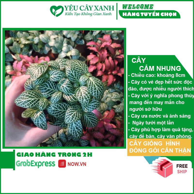 Cây Cẩm Nhung - Fittonia - Lá May Mắn